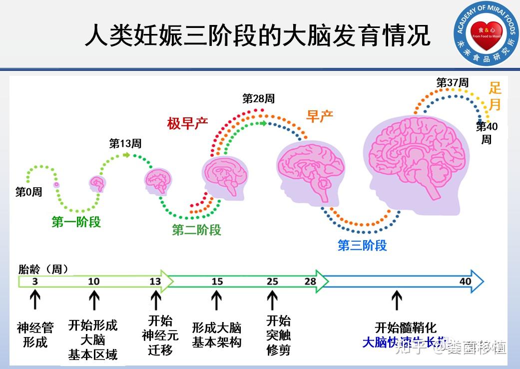 人类大脑的发育实际上贯穿了整个妊娠时期