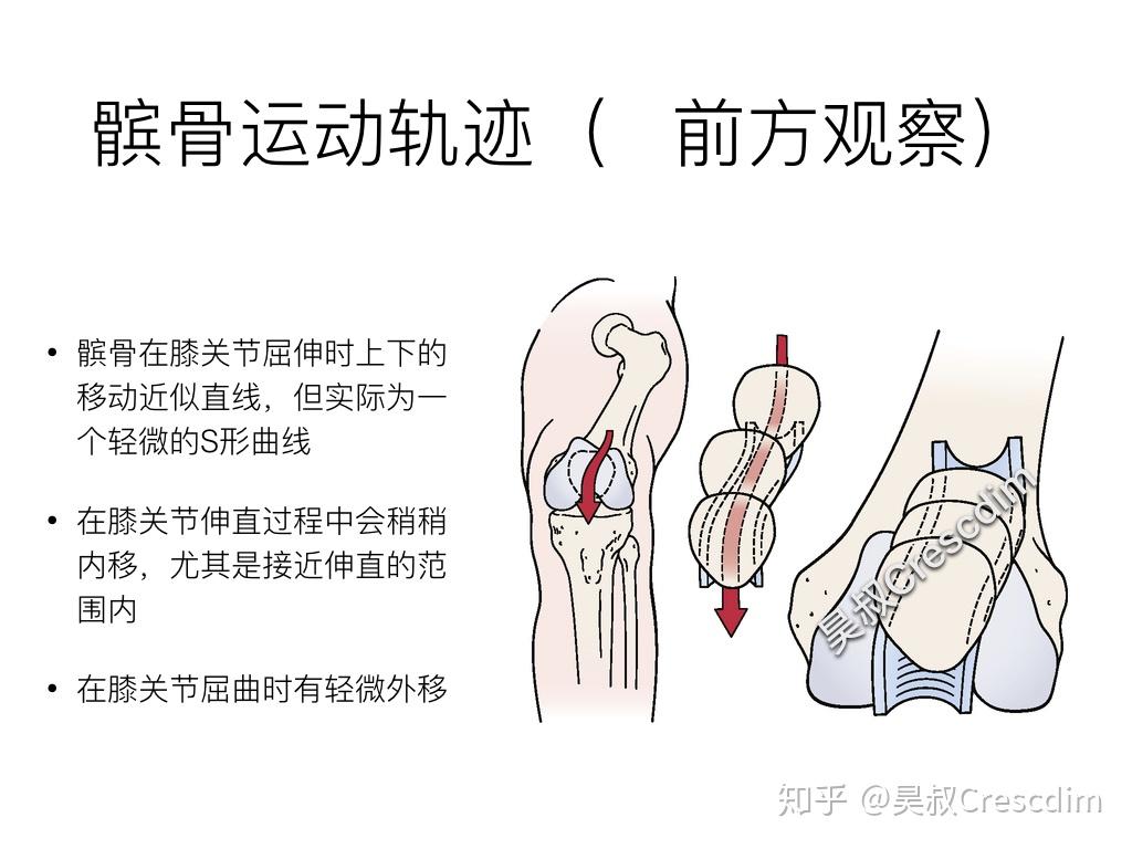 都可以發生移動,也可以有旋轉或側傾(內側或外側離開股骨滑車關節面)