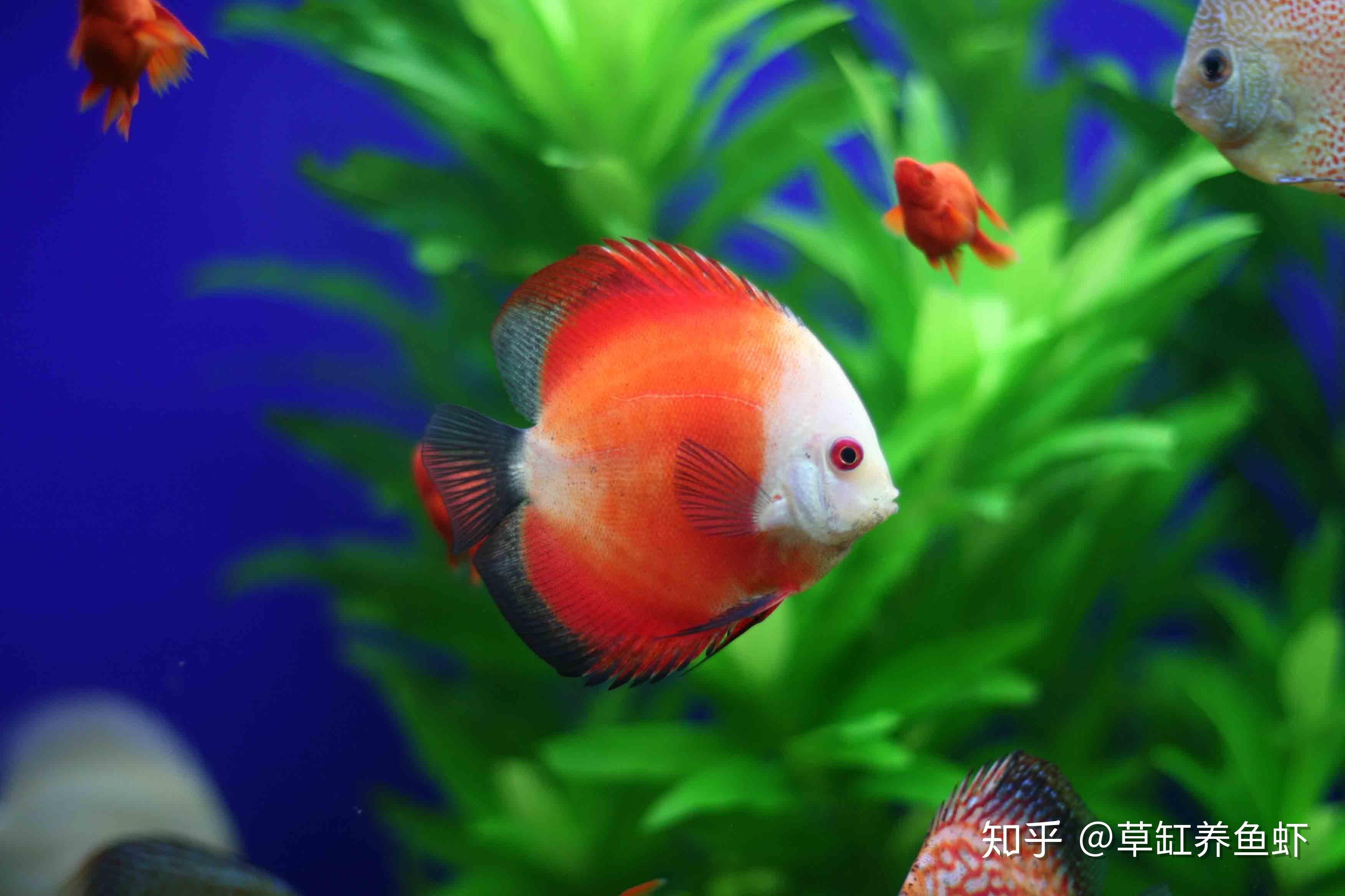 假如你想养七彩神仙鱼,把生态环境养成之后再养,神仙其实不难养