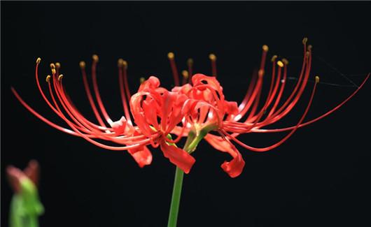 楚乔传下載 Itools 繁中版