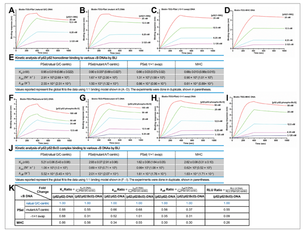 eLife︱澳门大学Vivien Wang课题组揭示转录因子NF-κB与DNA结合的动力学特征及其调控转录活性的分子机制 - 知乎