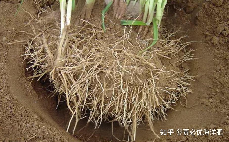 探秘作物根系:常见类型与独特特点全解析 - 知乎