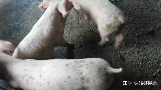 猪最近得了一种怎么吃都不胖的病