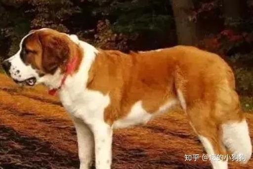 如何区分大型犬 中型犬 小型犬 知乎