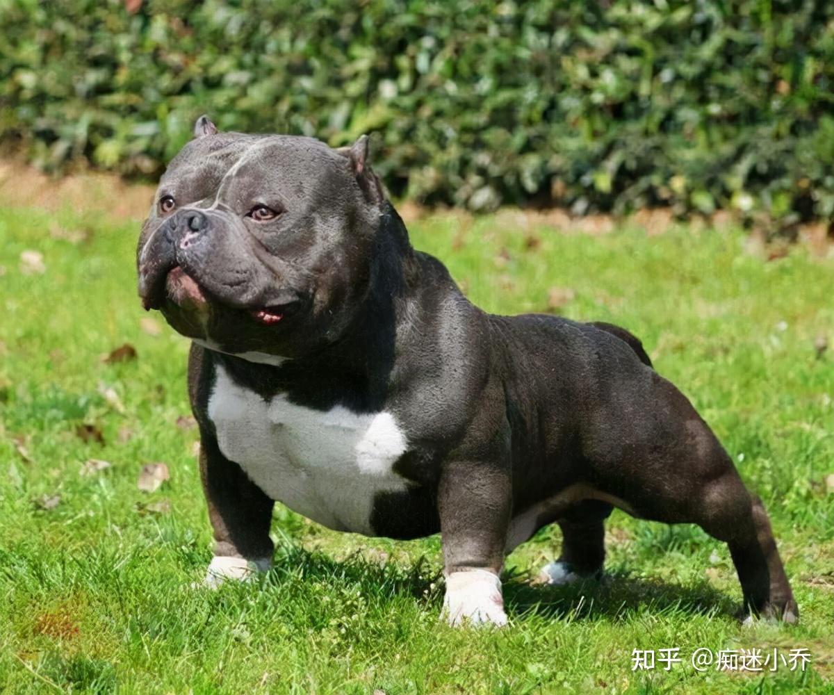 恶霸犬号称犬界爱马仕价格为何这么贵它到底哪里吸引人