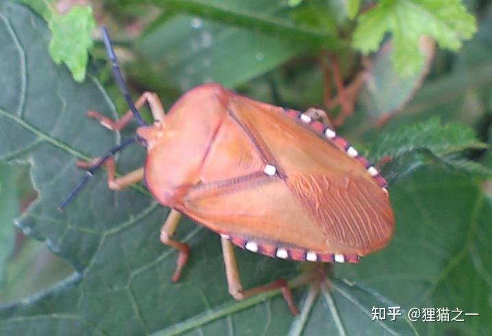 荔蝽并不是什么稀罕的昆虫,它们的别名叫荔枝椿象,臭屁虫,荔枝鳍,是