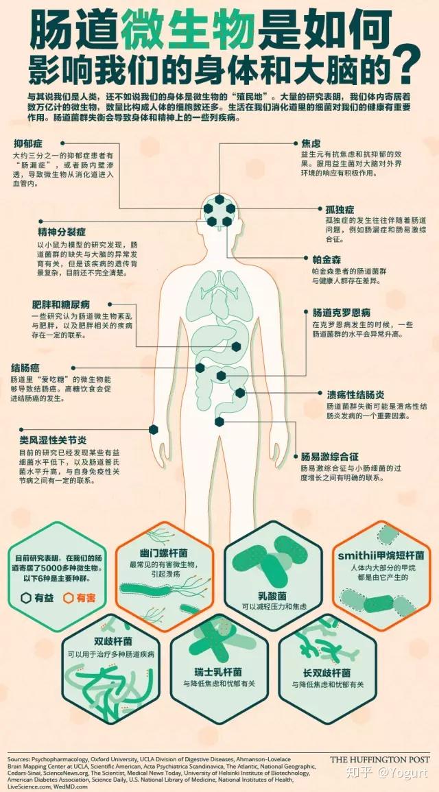 改变易胖体质你先得了解你的肠道微生物王国