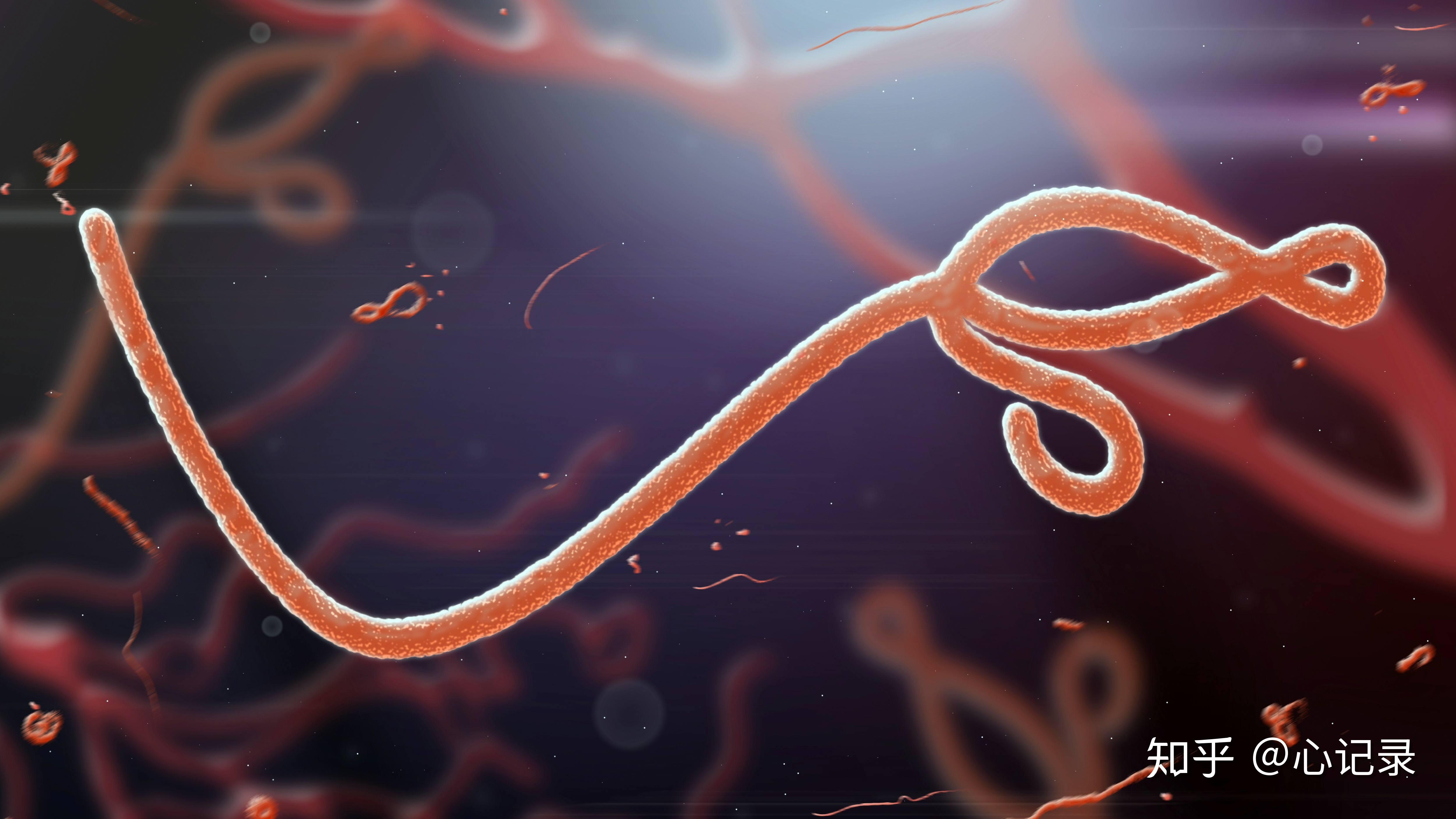 苏丹埃博拉病毒图片