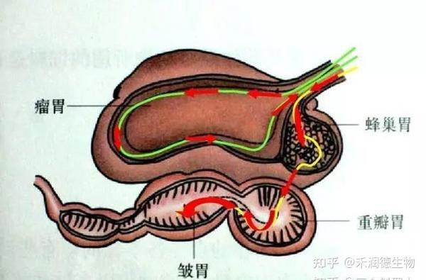 丝兰提取物对反刍动物瘤胃发酵和消化系统的影响 - 知乎