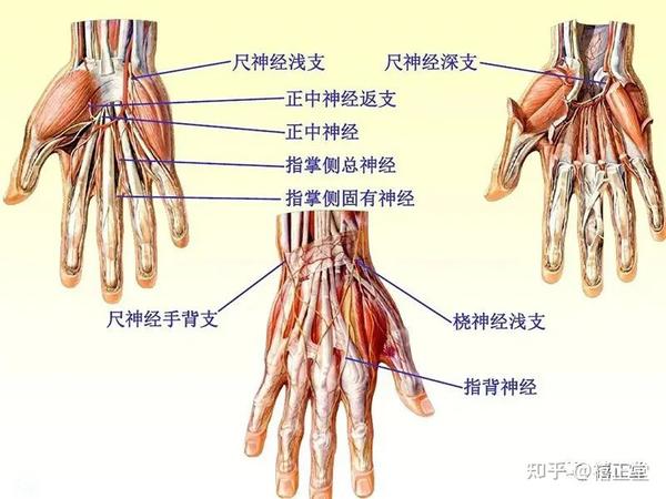 知识点|臂丛神经组成 - 知乎