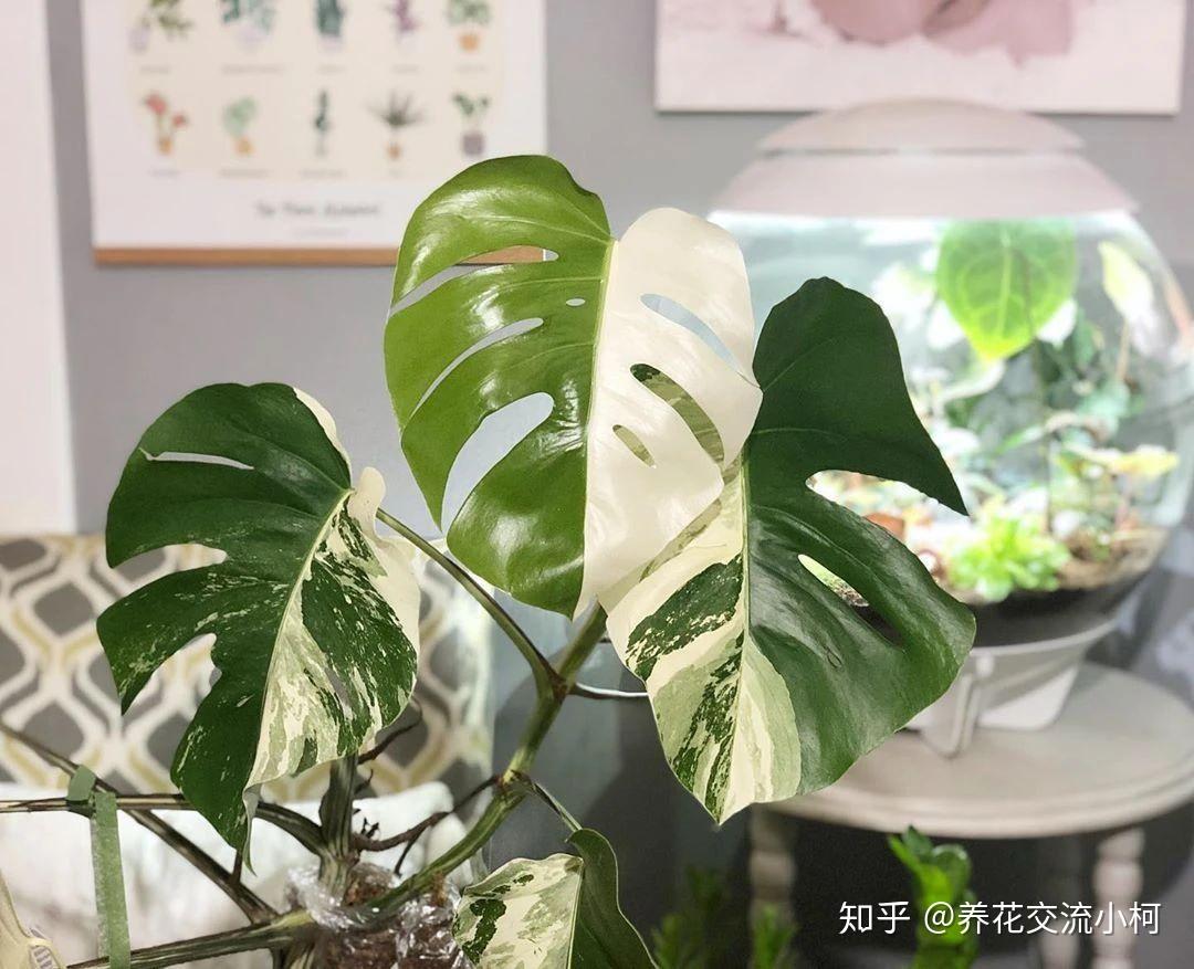 看了龟背竹的花朵和果实,还是觉得它的叶子好看些,附品种介绍 - 知乎