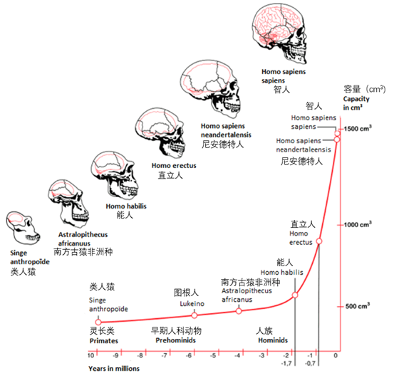 人的头部体积大小与智商有关吗? 10 v2 b939f81c6d3ff73e83e46aed6e42cab8 720w
