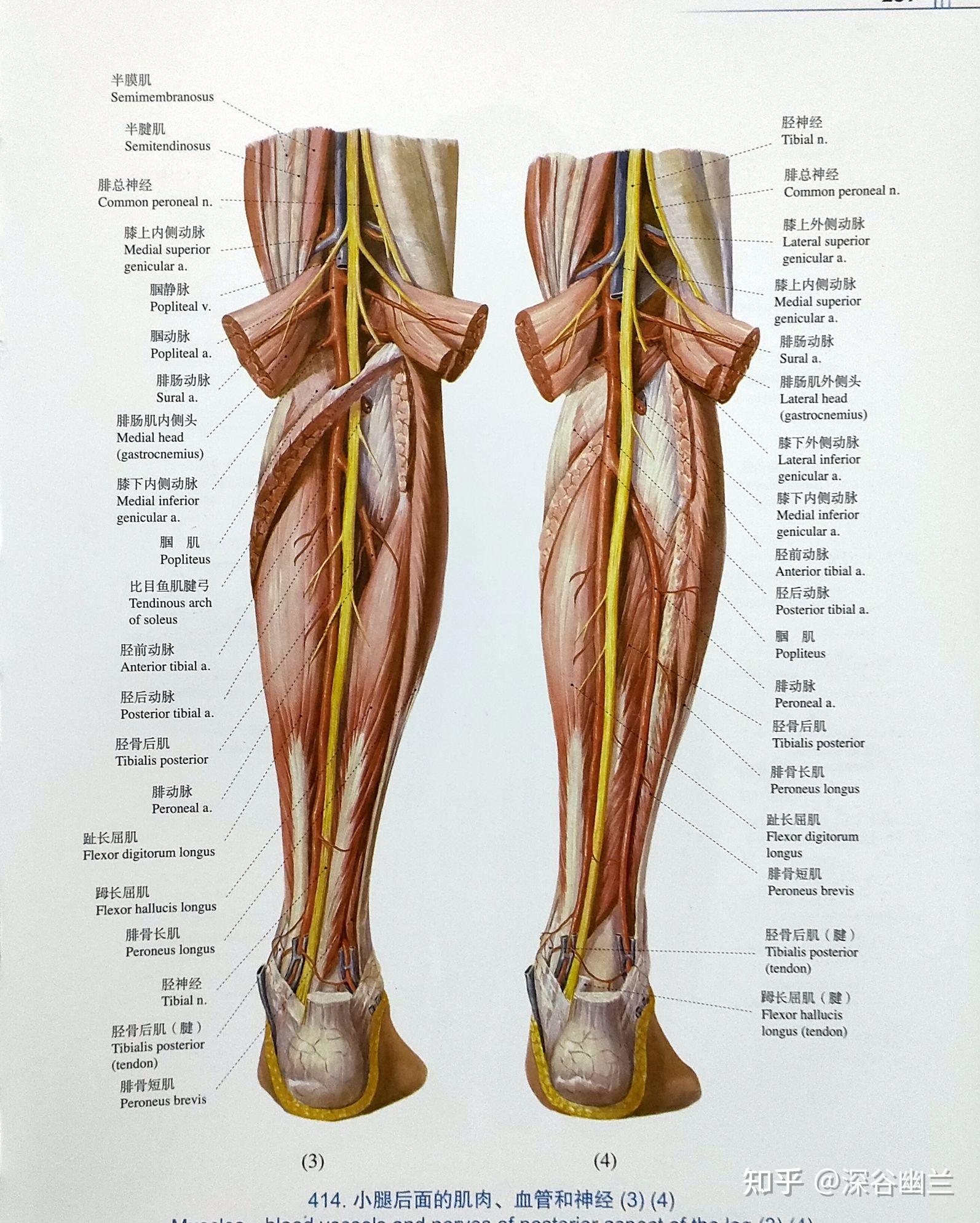 有腘筋膜,皮下有股腘静脉,深层内侧为腘静脉,最深层为腘动脉,布有股后