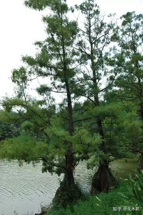 国家Ⅰ级濒危重点保护珍稀植物:水松 - 知乎