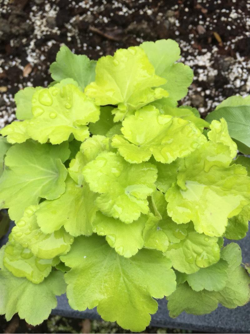 叶色撩人我只佩服矾根