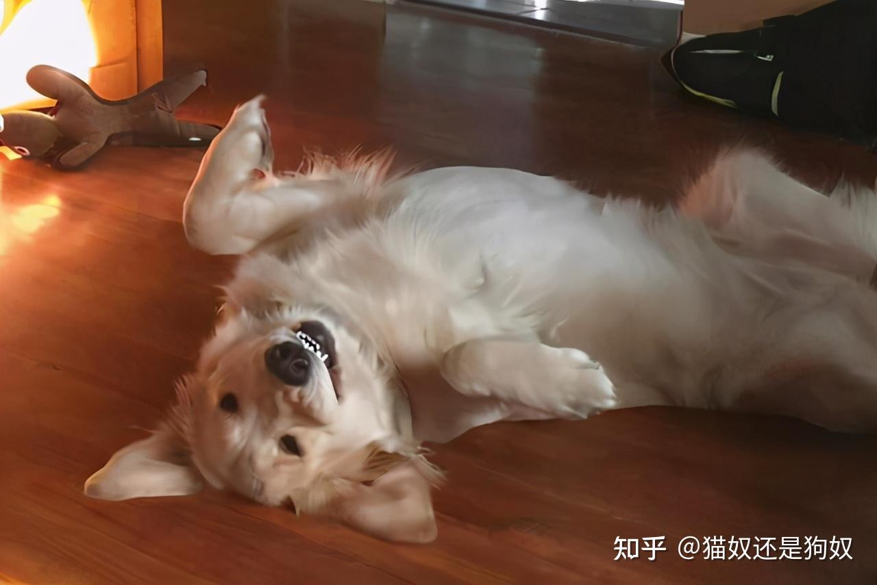 狗狗的肚皮包裹着内脏,没有肋骨的保护,是非常脆弱,敏感的,随意它一般