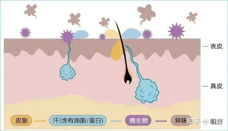 越热越尴尬，甩不掉的“腋臭”如何说拜拜？就一招，快速清爽无味 - 知乎