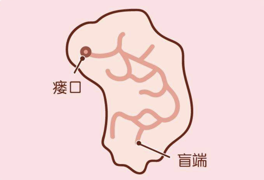 有哪些關於人體的冷知識