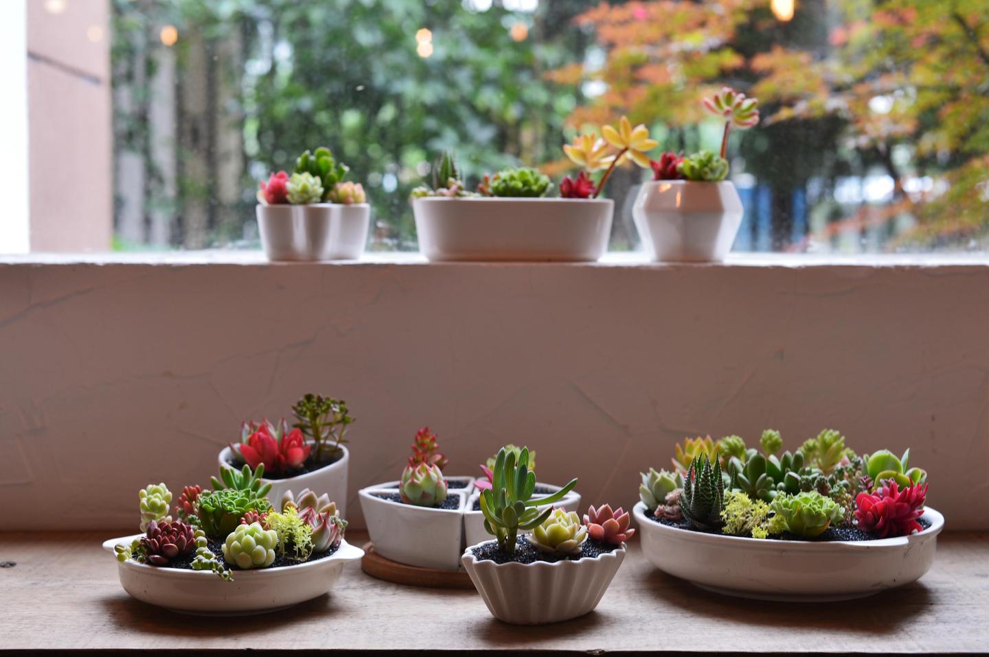 爱上园艺有多难 知乎