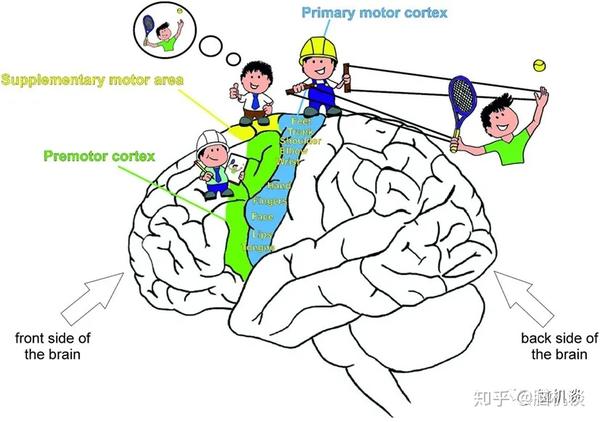 《脑机往事(2)——一个神经元的独白》 - 知乎