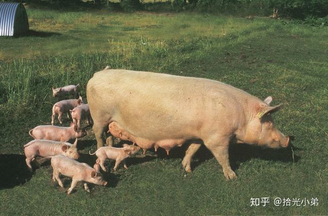母猪产后不吃什么原因