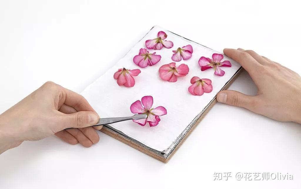 手作 | 植物压花,留住美的秘密 - 知乎