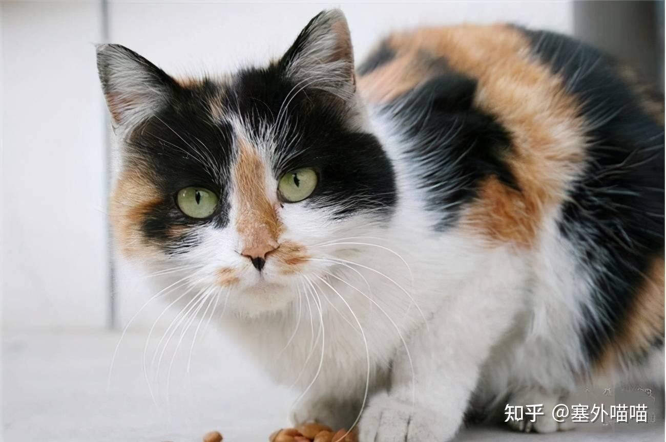 三花猫是公猫还是母猫:这里有最科学的解答! - 知乎