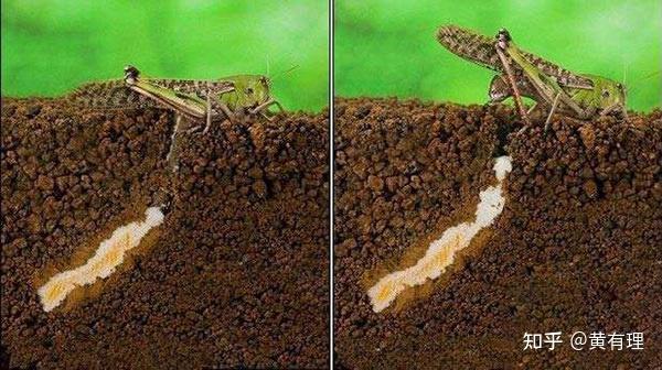 意大利蝗虫产卵时,会将肚子垂直埋入沙中,然后半个多小时一动不动