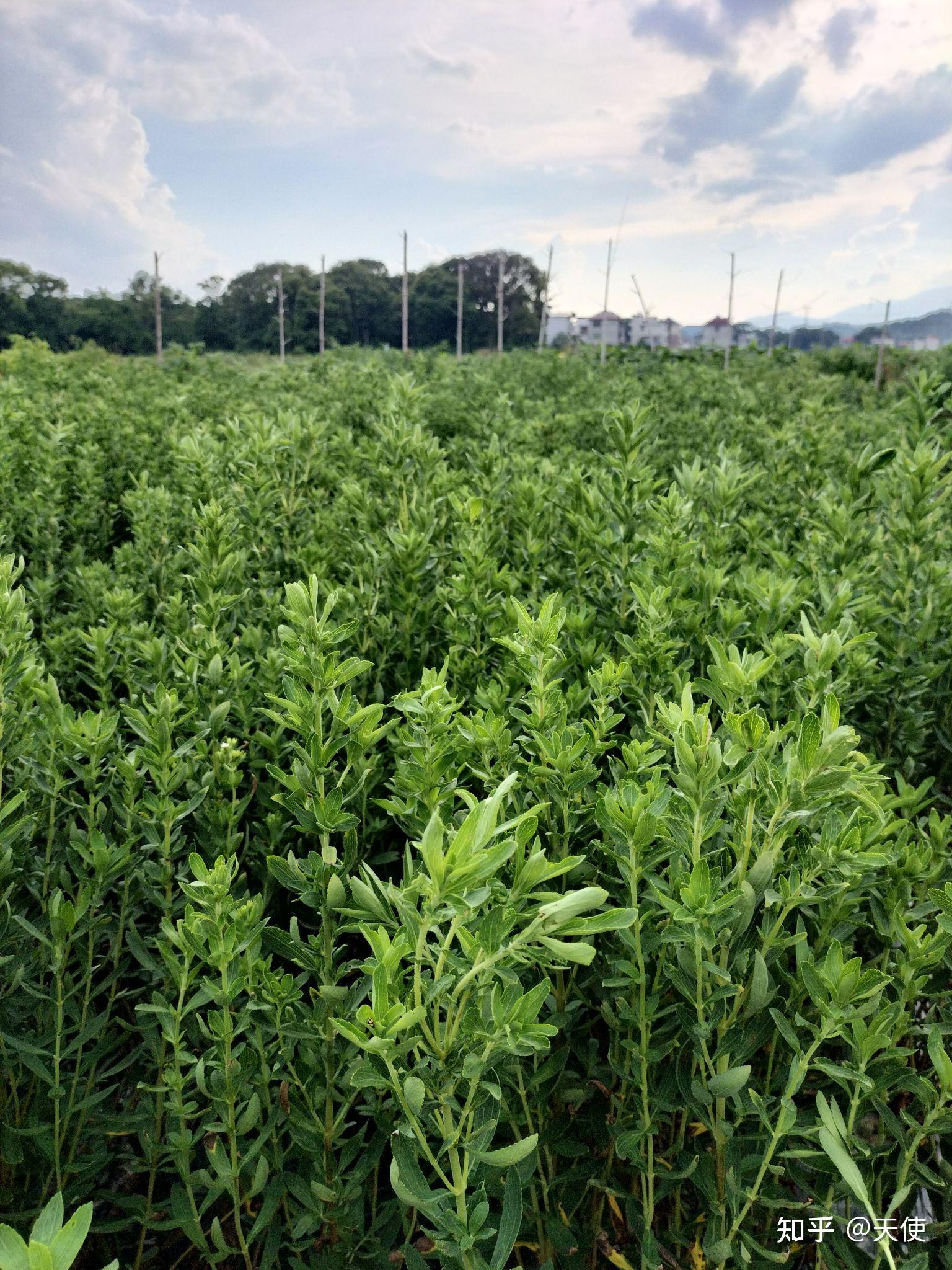 甜叶菊图片 种植图片