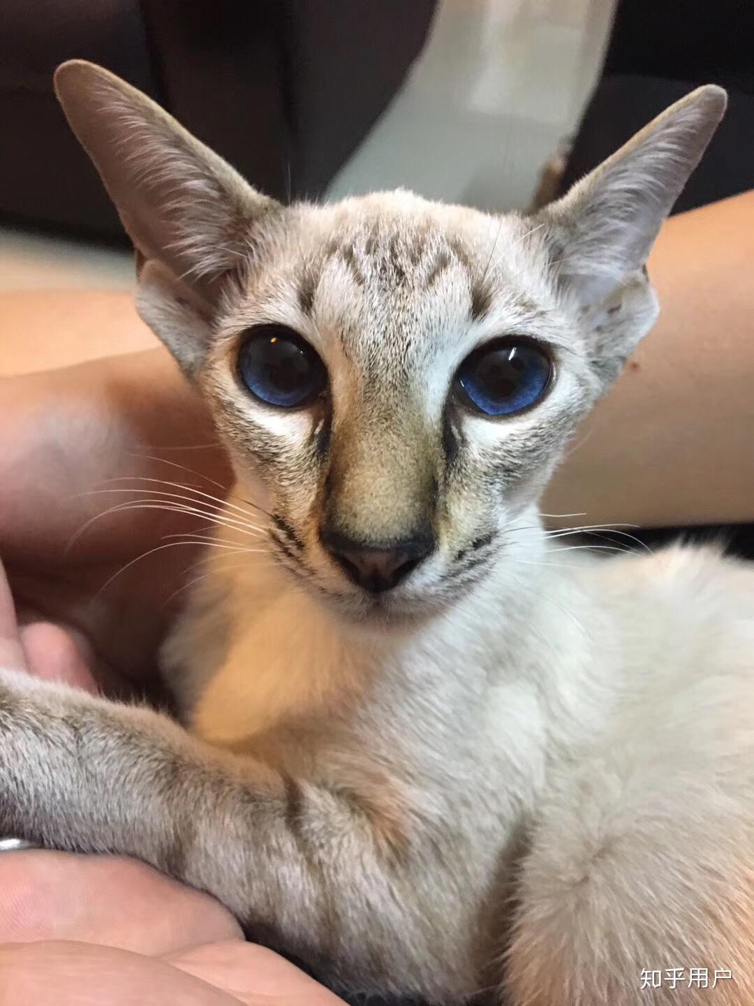 养东短(东方短毛猫)是什么体验? - 知乎