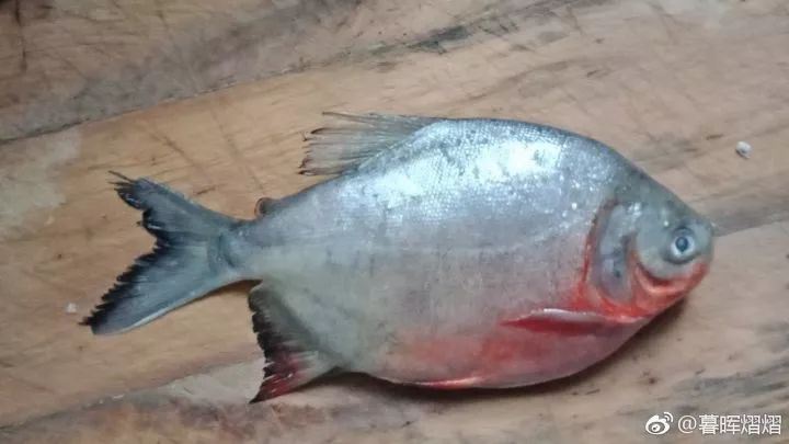 您可能吃到了假鱼闲聊鲳鱼作者暮晖熠熠乐乐