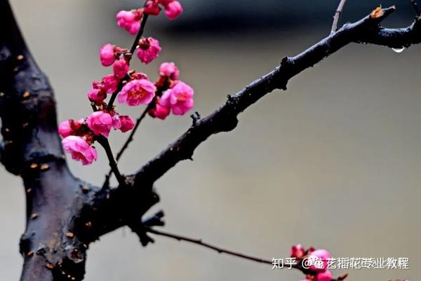 插花培训教程丨插花中的花材选择及养护知识 知乎