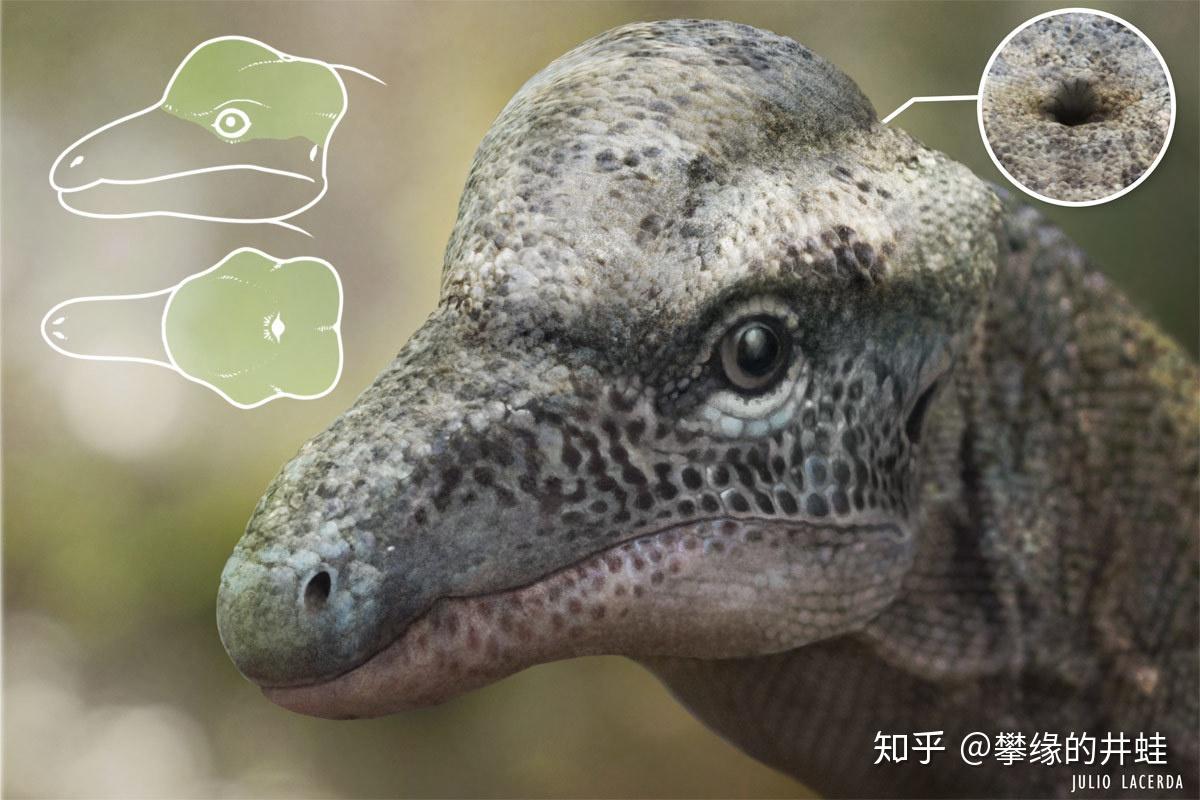 "triopticus"直译是"三眼龙"的意思.