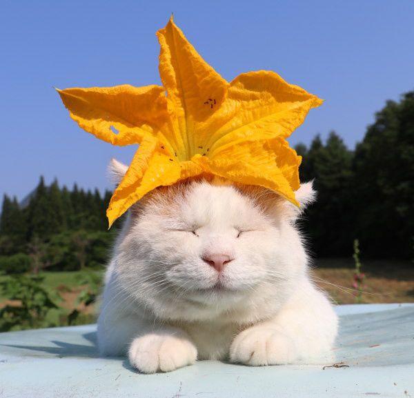 可以吃的南瓜花 知乎