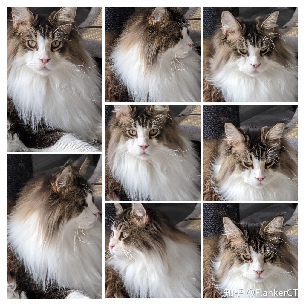 如何挑选大型缅因猫品种 v2-b99447119c4e6a220414c3fd6c024693_r.jpg