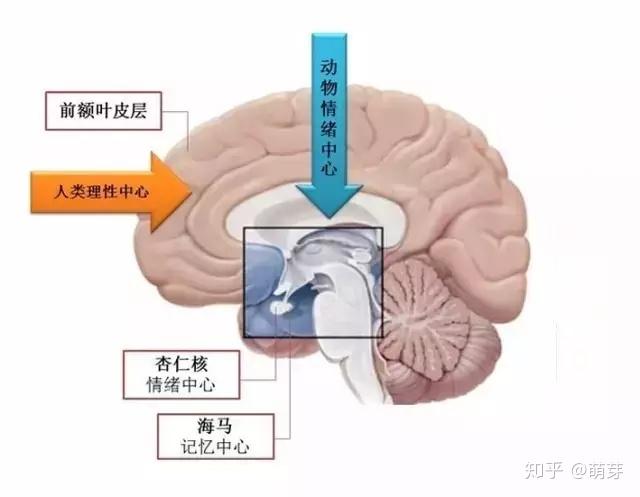 掌管情緒控制與調節功能的情緒中樞,主要是大腦的邊緣系統,尤其是其中