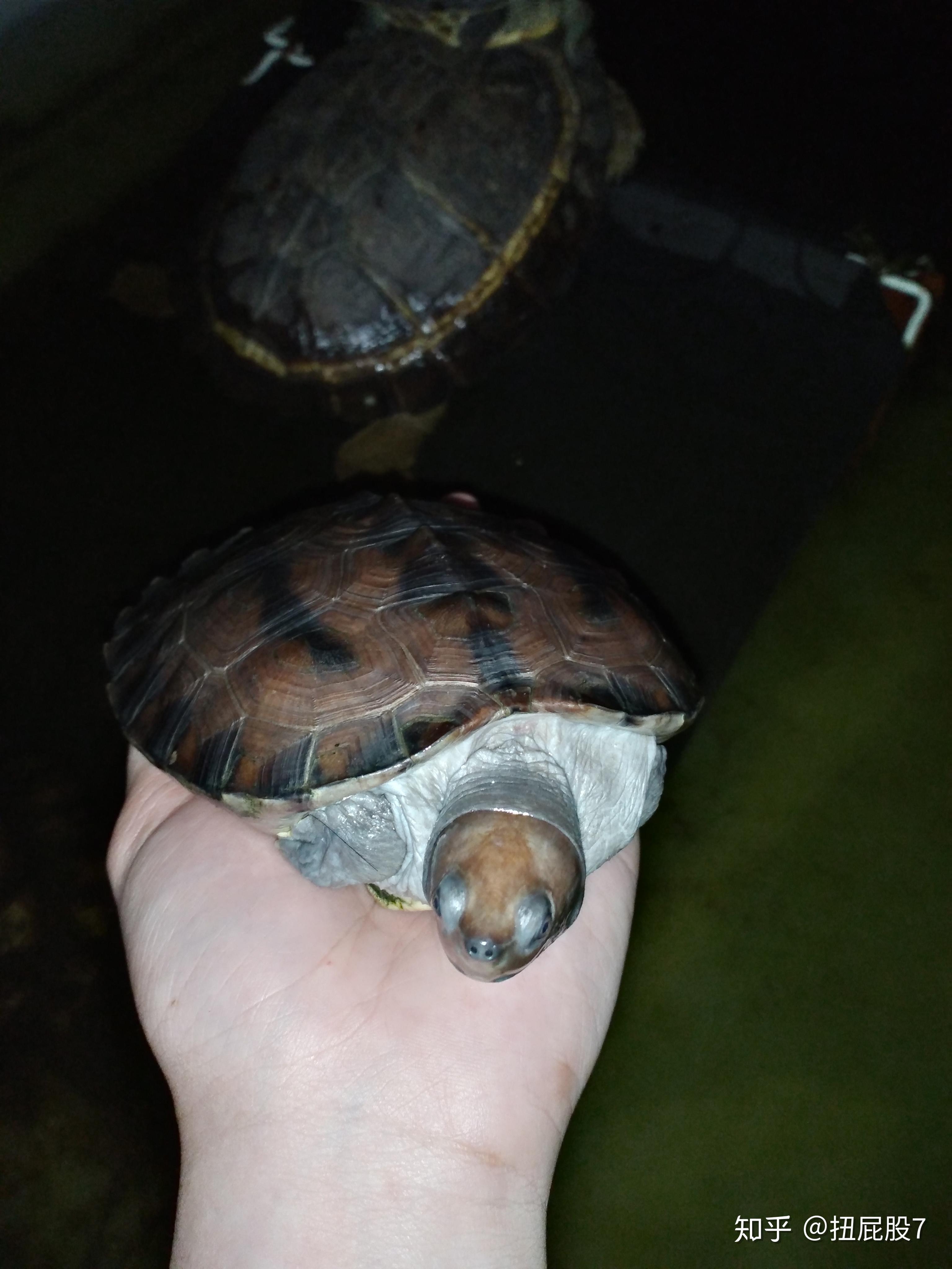 咸水泥彩龟西瓜龟育苗