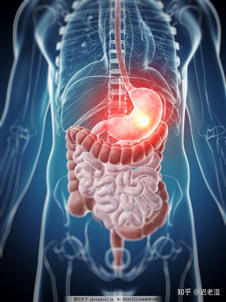 人体肠胃图片位置图图片
