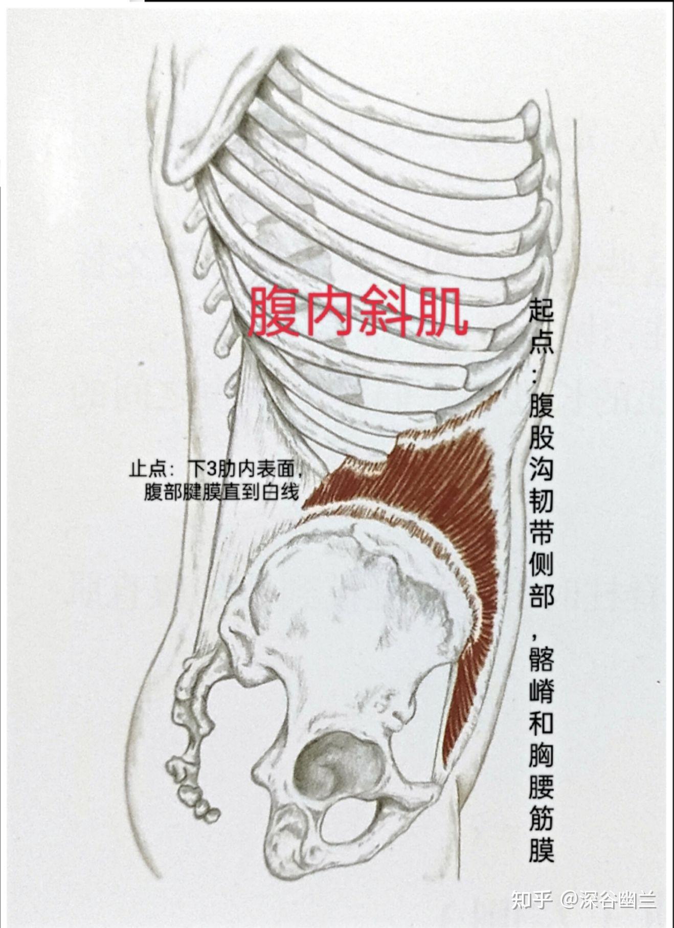 腹内斜肌腹外斜肌使脊柱弯曲的肌肉有腹直肌