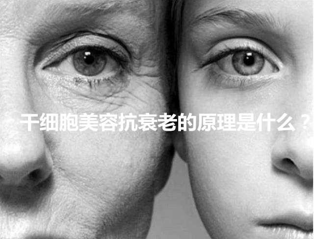干细胞美容抗衰老的原理是什么