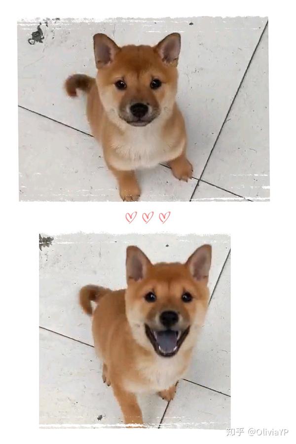 柴犬的购买指南4 干货功课防骗真假柴犬 买狗之前必看 知乎