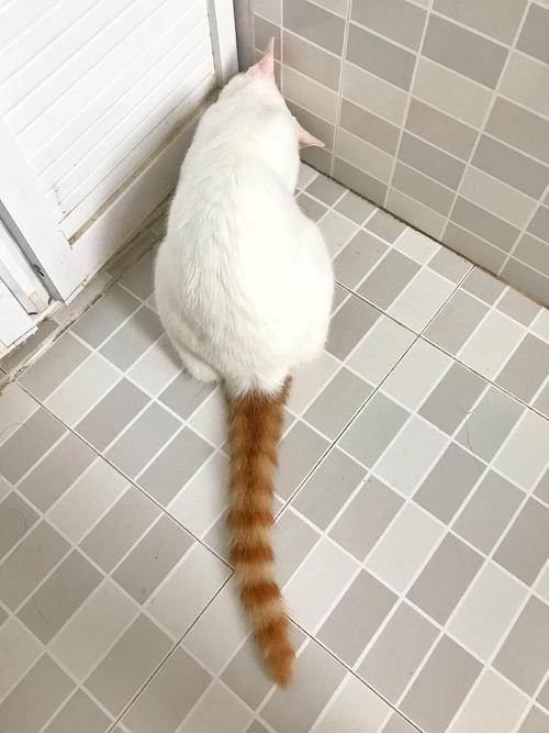 中华名猫大全 金簪插银瓶 古代名猫花名册 知乎