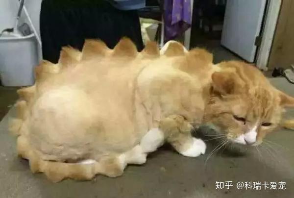 真的不能给猫咪剃毛吗 知乎