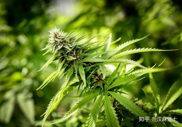 商业界巨头争相入局,工业大麻提取物——大麻素的价值被迅速挖掘