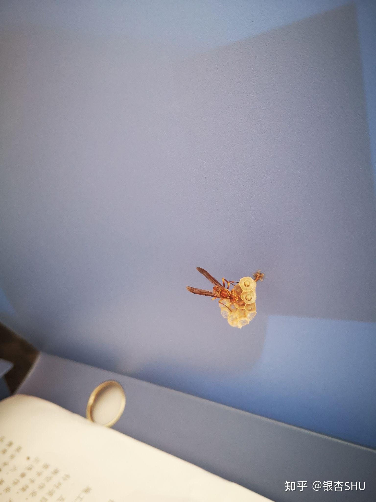 小虫子博物馆 - 知乎