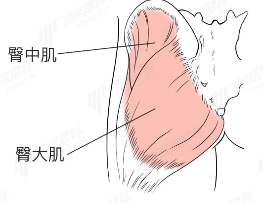 臀部肌群,主要由三塊肌肉組成:最大的臀大肌,中間大的臀中肌,還有最小