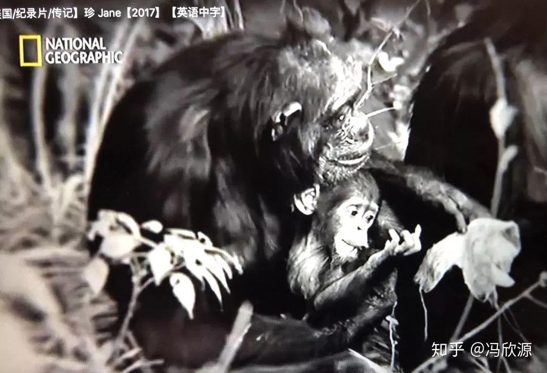 转载年度必看纪录片献身大猩猩的珍古道尔告诉每位父母孩子的梦想有多