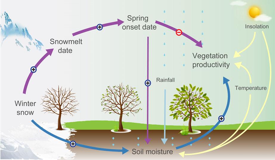 植被物候与全球变化