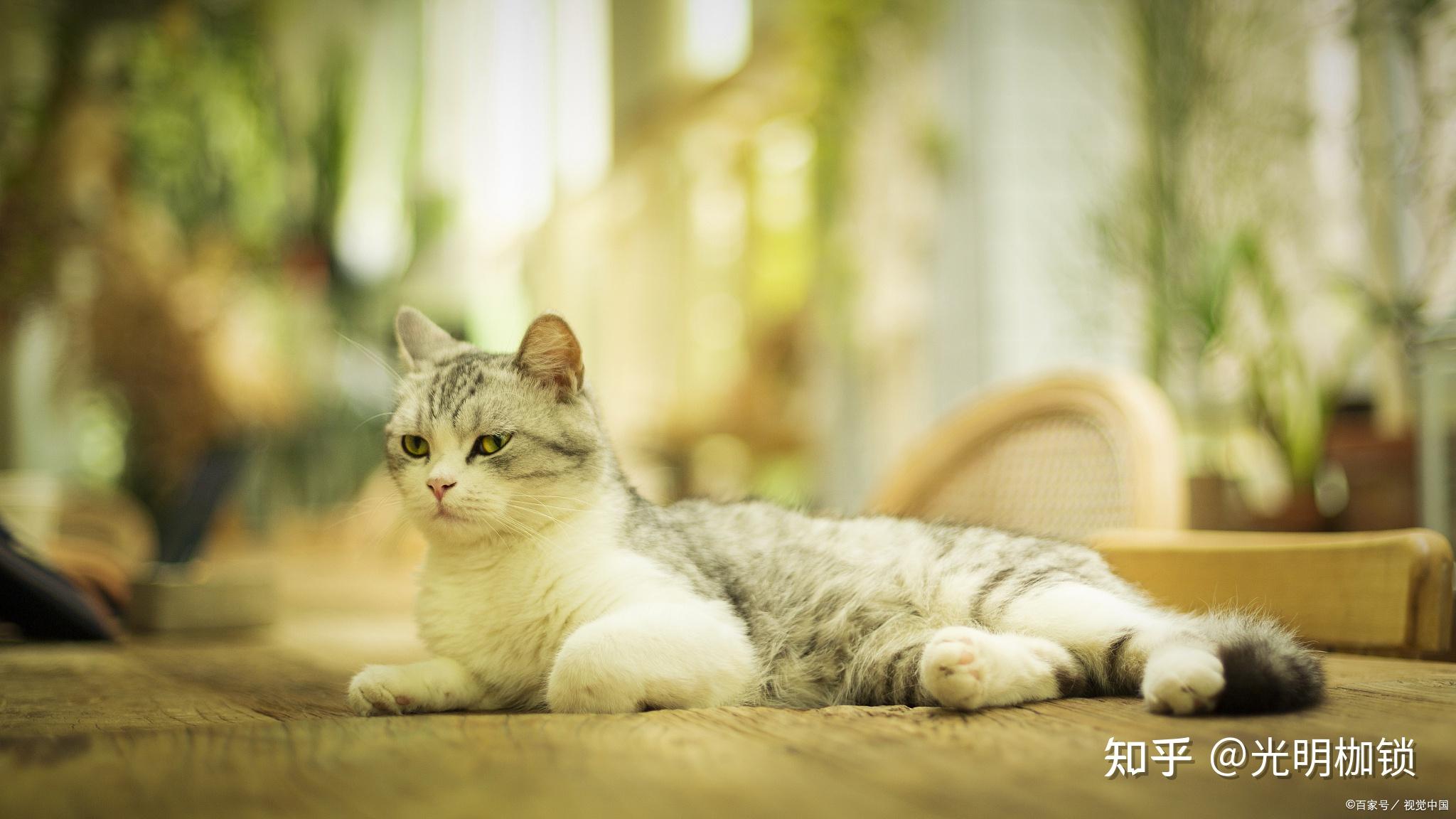 月薪3000可以养猫吗?资深养猫人的最低成本养猫攻略 - 知乎