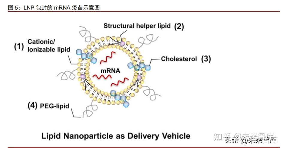 医药行业mRNA产业链深度报告：第三代核酸疫苗技术颠覆性创新 - 知乎
